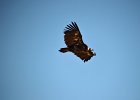 Monniksgier (cinereous vulture) Aegypius monachus - Gerkamp bij Gurvanbulag 12-08-2016 (2)